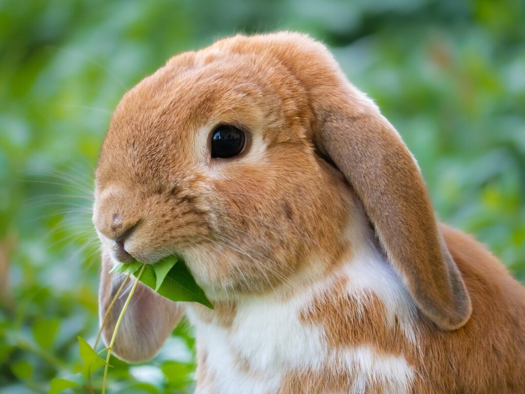 rabbit, easter bunny, easter-7860722.jpg